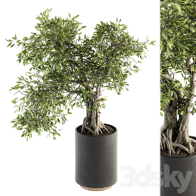 indoor Plant Set 207 – Big Bonsai in pot 3DModel indoor Plant Set 207 – Big Bonsai in pot 3DModel