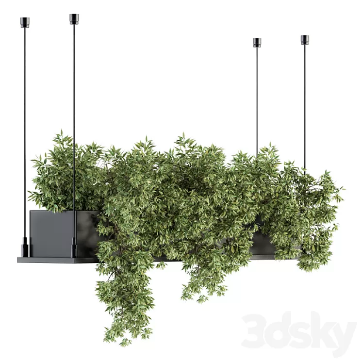 indoor Plant Set 217 – Hanging Plant Box 3D Model indoor Plant Set 217 – Hanging Plant Box 3D Model