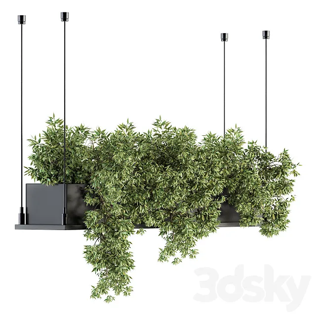 indoor Plant Set 217 – Hanging Plant Box 3DModel indoor Plant Set 217 – Hanging Plant Box 3DModel