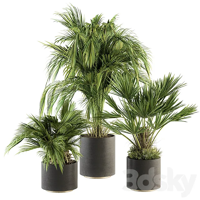 indoor Plant Set 221 -Tropical Palm Plant Set 3D Model indoor Plant Set 221 -Tropical Palm Plant Set 3D Model