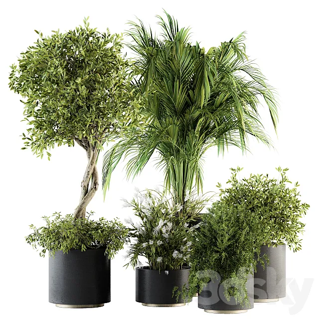 indoor Plant Set 222 – Plant Set in pot 3DModel
