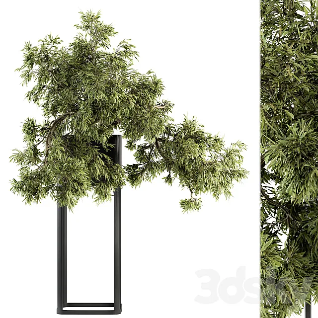indoor Plant Set 237 – Bonsai in Pot 3DModel indoor Plant Set 237 – Bonsai in Pot 3DModel