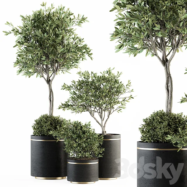 indoor Plant Set 239 – Olive in Pot 3D Model indoor Plant Set 239 – Olive in Pot 3D Model