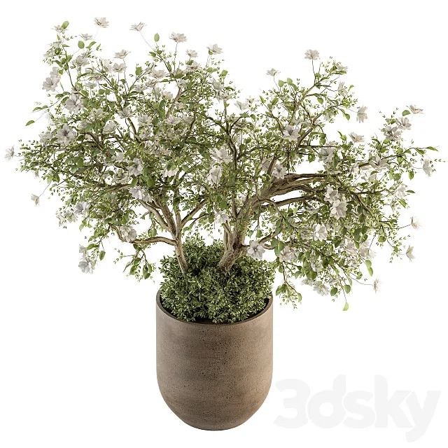 indoor Plant Set 241 – Bonsai Bush with Flowers 3D Model indoor Plant Set 241 – Bonsai Bush with Flowers 3D Model