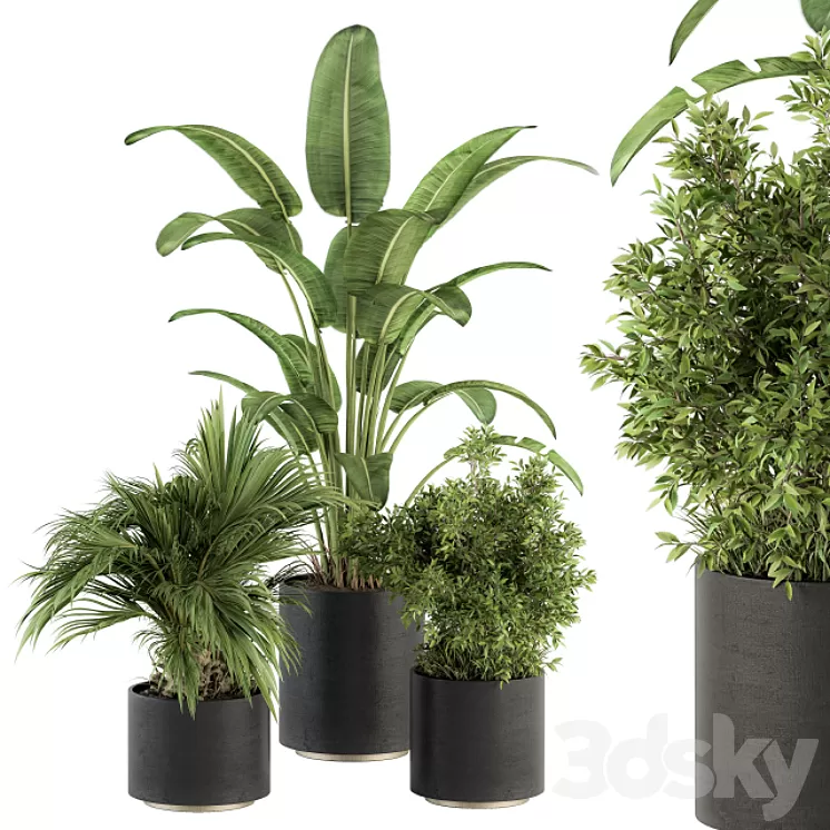 indoor Plant Set 243 – Plant Set in Pot 3D Model