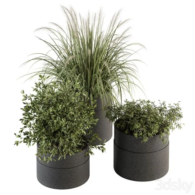 indoor Plant Set 250 – Plants Set in Pot 3D Model indoor Plant Set 250 – Plants Set in Pot 3D Model