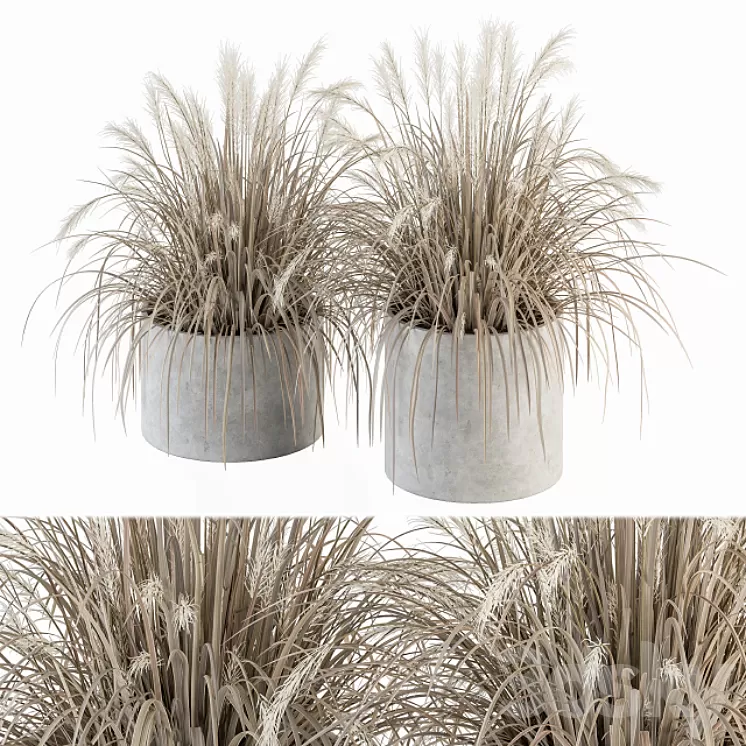 indoor Plant Set 251 – Dried Plants in pot 3D Model
