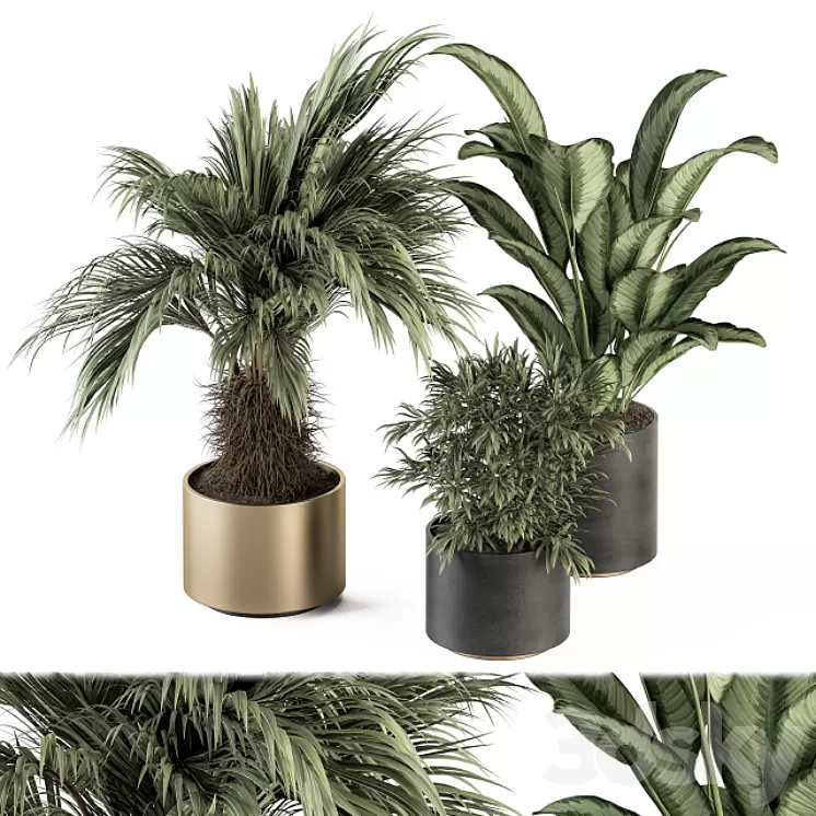 indoor Plant Set 256 – Plant Set in pot 3D Model