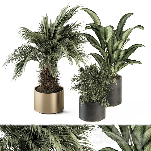 indoor Plant Set 256 – Plant Set in pot 3DModel