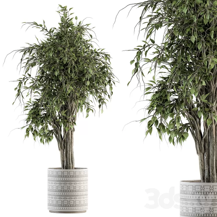 indoor Plant Set 266 – Ficus Benjamin Plant in pot 3D Model