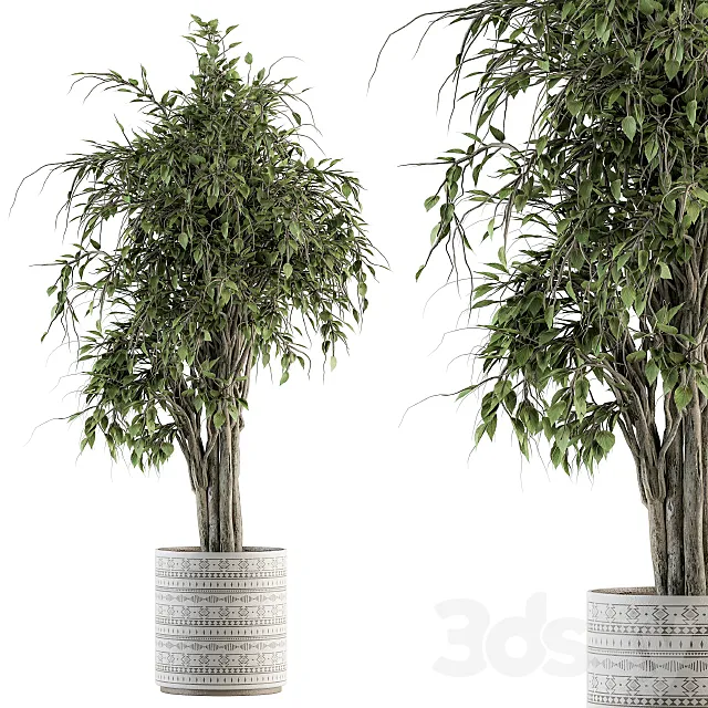 indoor Plant Set 266 – Ficus Benjamin Plant in pot 3DModel