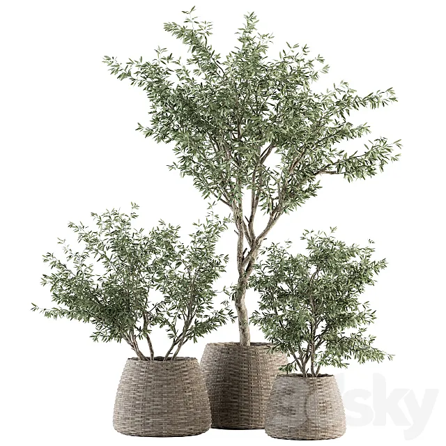 indoor Plant Set 275 – Olive Plants Set in pot 3D Model