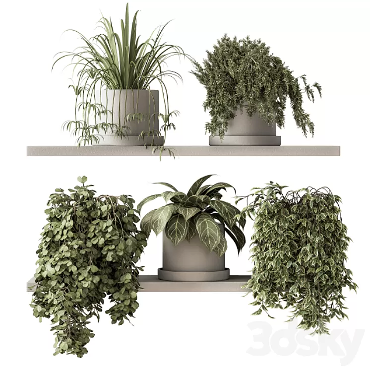 indoor Plant Set 281 – Plant pot on shelves 3D Model Free Download indoor Plant Set 281 – Plant pot on shelves 3D Model Free Download