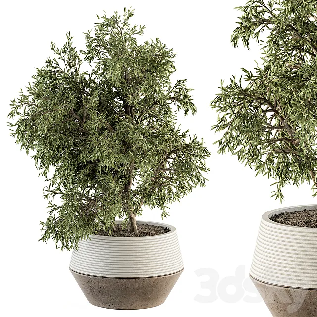 indoor Plant Set 285 – Plants Set in pot 3D Model indoor Plant Set 285 – Plants Set in pot 3D Model
