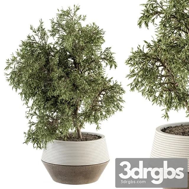 Indoor plant set 285 – plants set in pot Indoor plant set 285 – plants set in pot