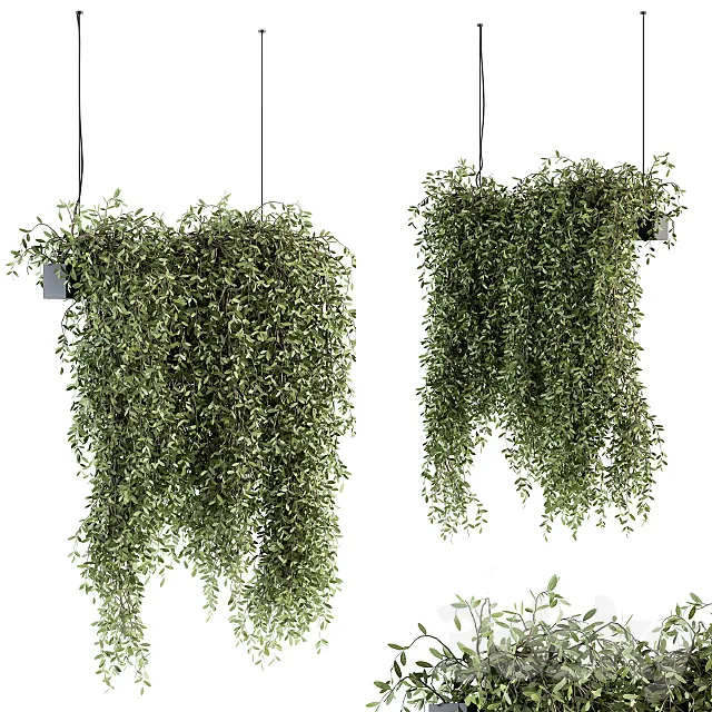 indoor Plant Set 287 – Hanging Plants 3D Model