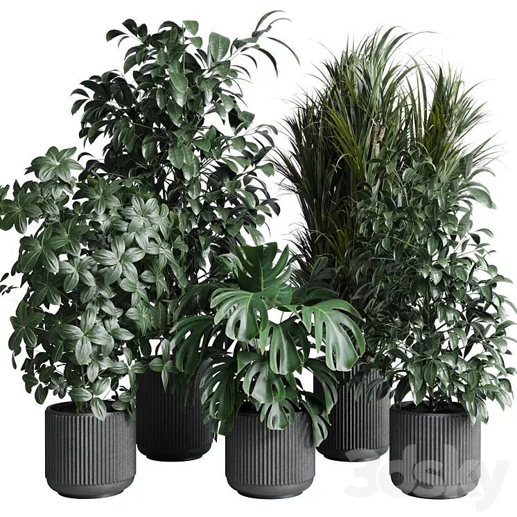 indoor plant set 308 pot palm ficus rubbery monstera concrete dirt vase 3D Model Free Download