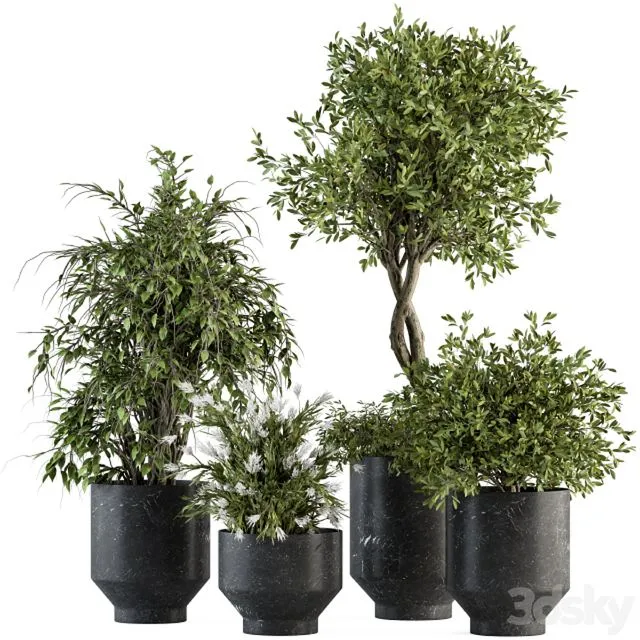 indoor Plant Set 308 – Tree and Plant Set in Black pot 3D Model indoor Plant Set 308 – Tree and Plant Set in Black pot 3D Model