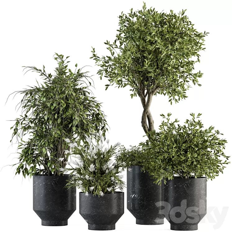 indoor Plant Set 308 – Tree and Plant Set in Black pot 3D Model