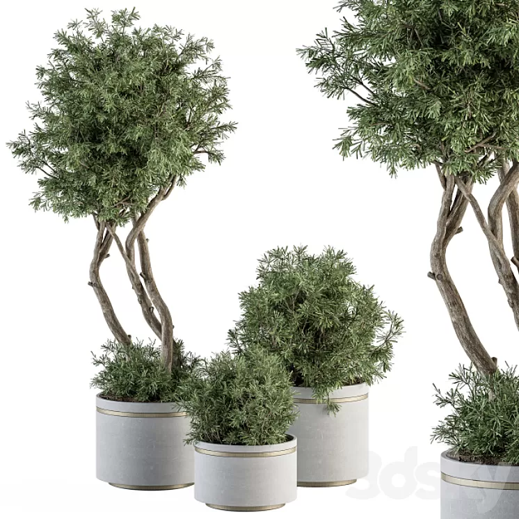 indoor Plant Set 309 – Needle Tree and Bush Set in pot 3D Model