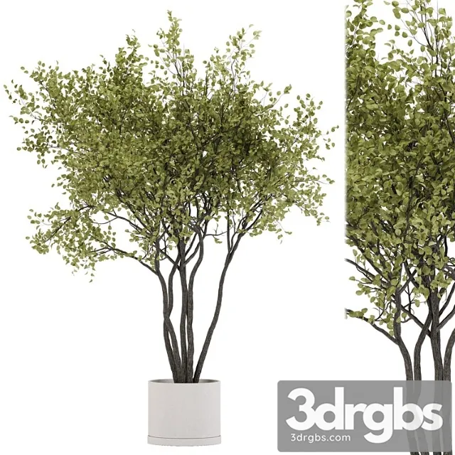 Indoor plant set 31 Indoor plant set 31