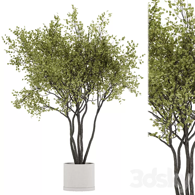indoor plant set 31 3D Model