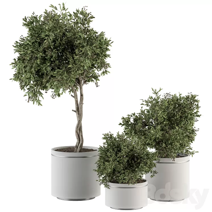 indoor Plant Set 311 – Tree and Plant Set in Black pot 3D Model