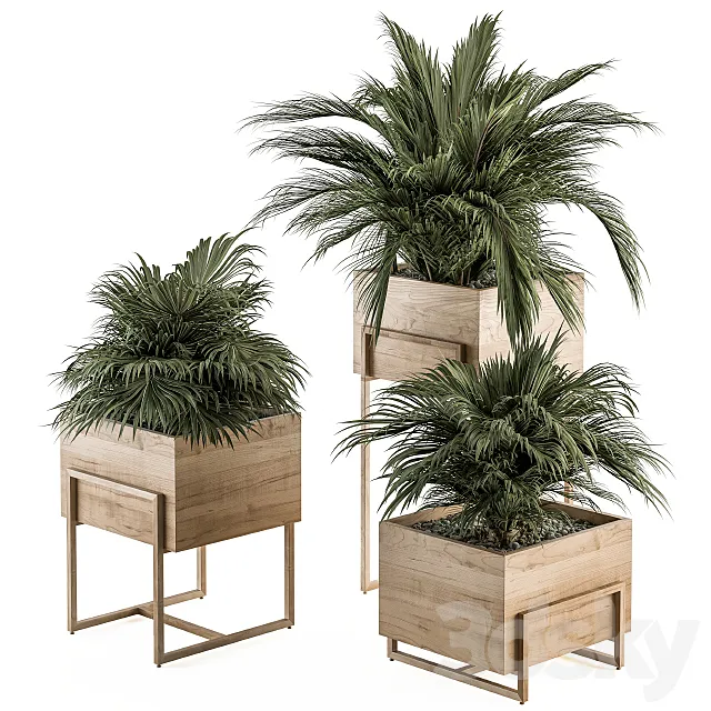 indoor Plant Set 318 – Plant Set in Wood Box 3DModel indoor Plant Set 318 – Plant Set in Wood Box 3DModel