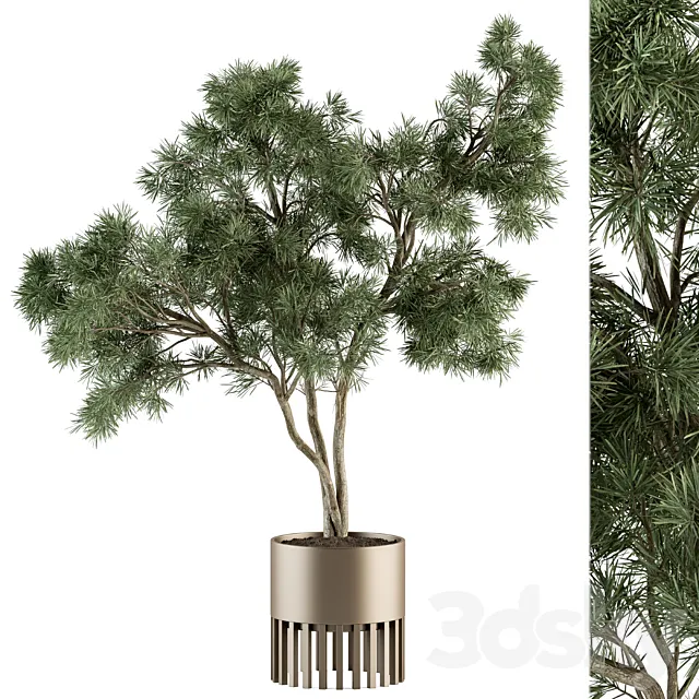 indoor Plant Set 337 – Tree in Gold pot 3DModel indoor Plant Set 337 – Tree in Gold pot 3DModel