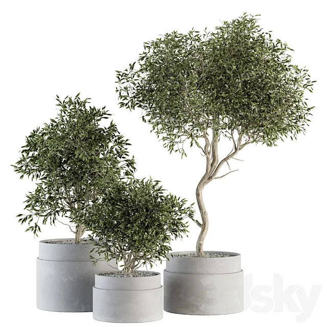 indoor Plant Set 340- Tree and Plant Set in pot 3DModel