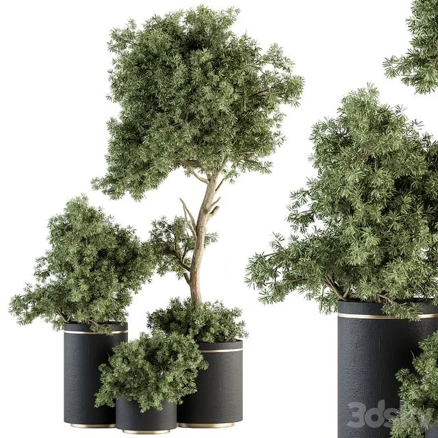 indoor Plant Set 344- Tree and Plant Set in pot 3D Model indoor Plant Set 344- Tree and Plant Set in pot 3D Model