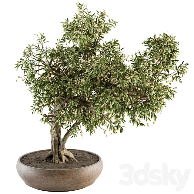 indoor Plant Set 347 – Bonsai Plant in pot 3DModel indoor Plant Set 347 – Bonsai Plant in pot 3DModel