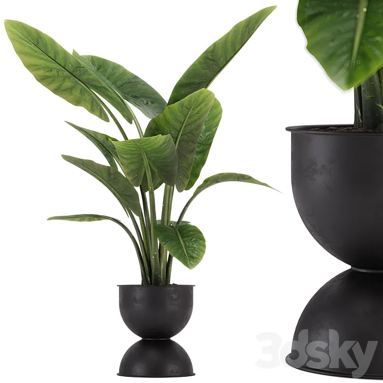 indoor plant set 36 3D Model Free Download indoor plant set 36 3D Model Free Download
