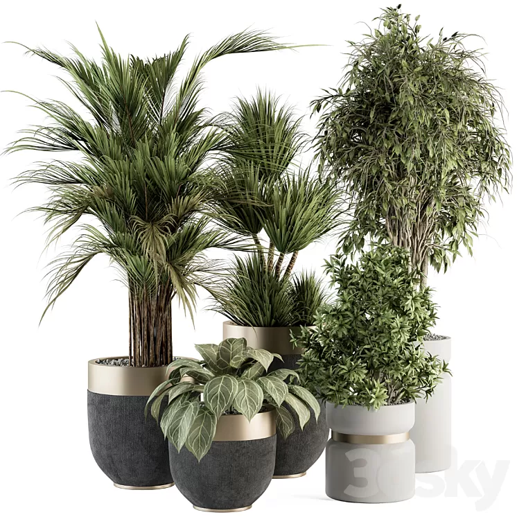 indoor Plant Set 362- Tree and Plant Set in Black and Gray pot 3D Model Free Download