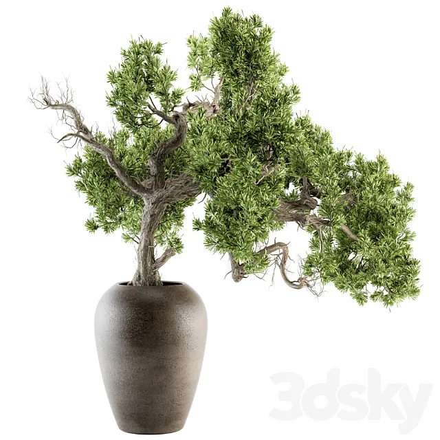 indoor Plant Set 365 – Old Bonsai Plant in pot 3DModel indoor Plant Set 365 – Old Bonsai Plant in pot 3DModel