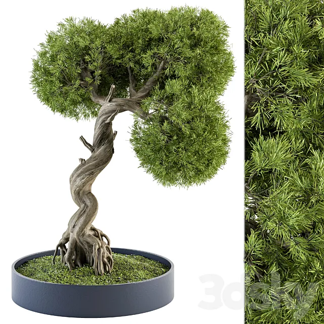 indoor Plant Set 368 – Bonsai Plant in pot 3DModel
