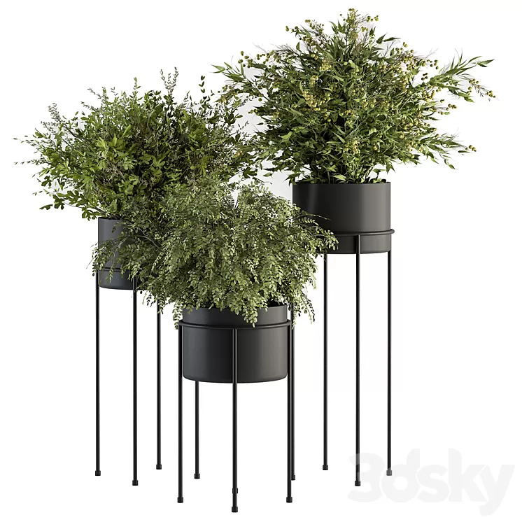 indoor Plant Set 371- Bush and Plant Set in Black stand 3D Model Free Download