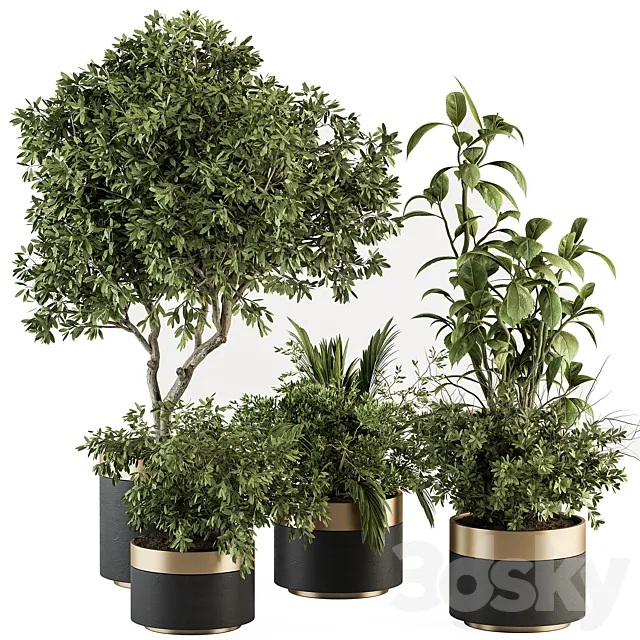 indoor Plant Set 373- Tree and Plant Set in pot 3D Model indoor Plant Set 373- Tree and Plant Set in pot 3D Model