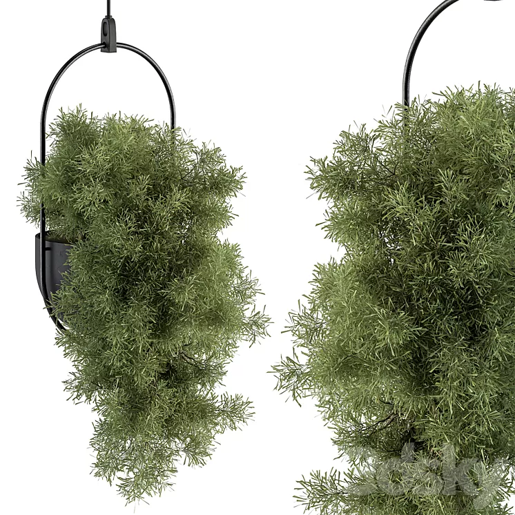 indoor Plant Set 396 – Hanging Plants 3D Model