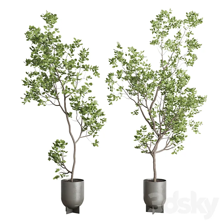 indoor plant set 397 pot tree in a concrete dirt vase 3D Model Free Download