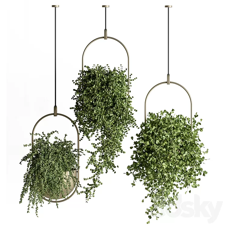 indoor Plant Set 410 – Hanging Plants 3D Model Free Download indoor Plant Set 410 – Hanging Plants 3D Model Free Download