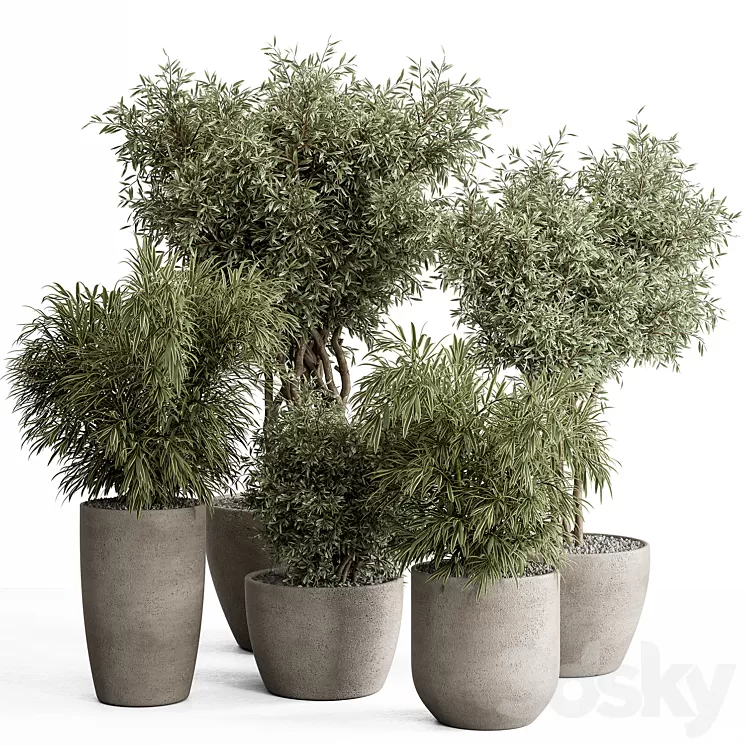 indoor Plant Set 417 – Tree and Bush 3D Model Free Download indoor Plant Set 417 – Tree and Bush 3D Model Free Download