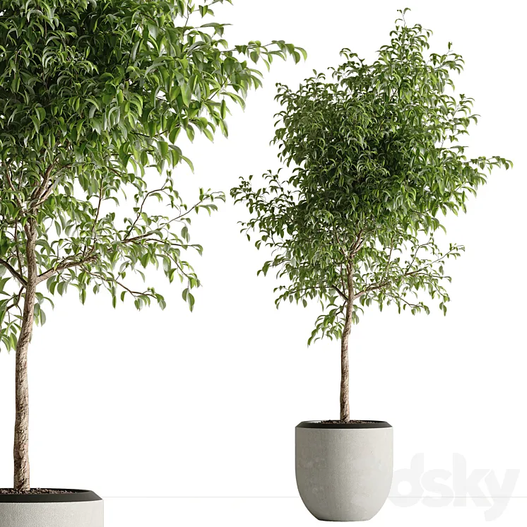 indoor plant set 42 3D Model Free Download indoor plant set 42 3D Model Free Download