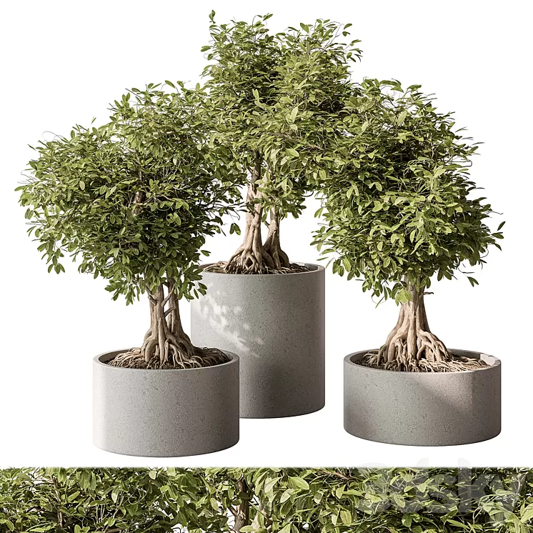 indoor Plant Set 440 – Bonsai 3D Model Free Download indoor Plant Set 440 – Bonsai 3D Model Free Download