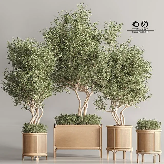 Indoor Plant Set 45 3D Model