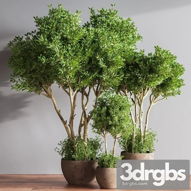 Indoor plant set 50 Indoor plant set 50