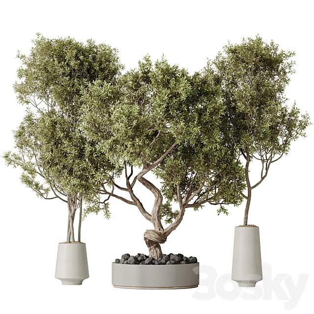 Indoor plant set 54 3D Model Indoor plant set 54 3D Model