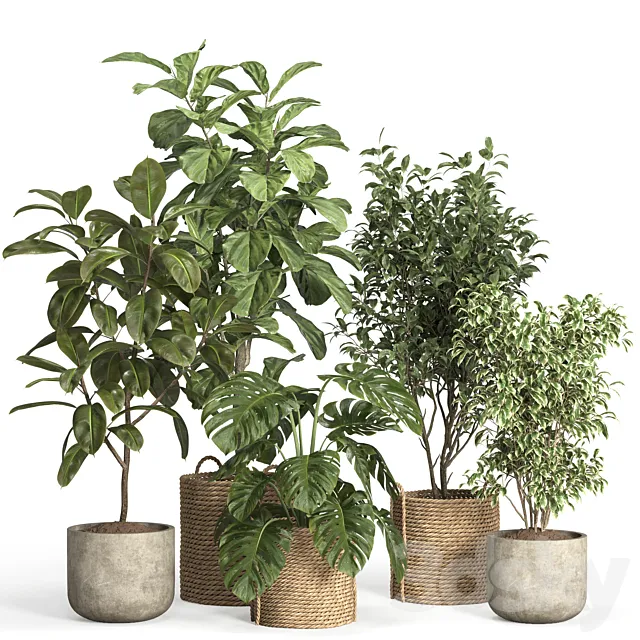 indoor plant set 55- rattan and concrete 3D Model