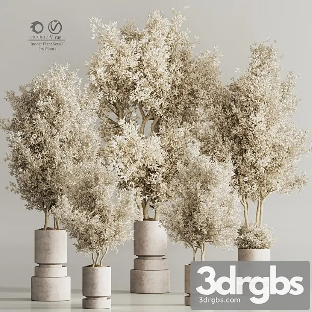 Indoor plant set 62 dry plants