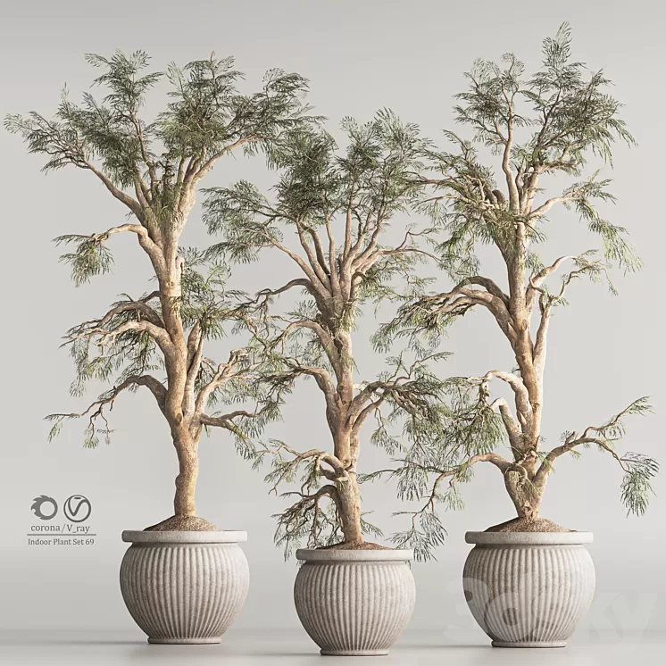 Indoor Plant Set 69 3D Model Free Download Indoor Plant Set 69 3D Model Free Download